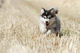 CHIEN FINNOIS DE LAPONIE 514